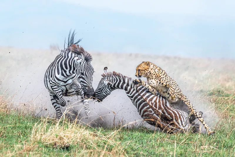 Cheetah takes down a zebra running.