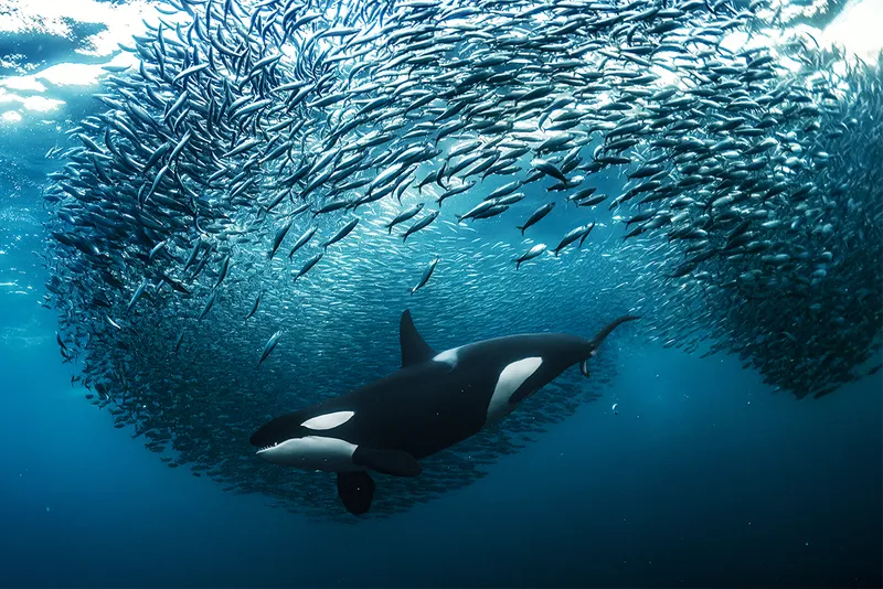 Orca whale swimming around school of fish.