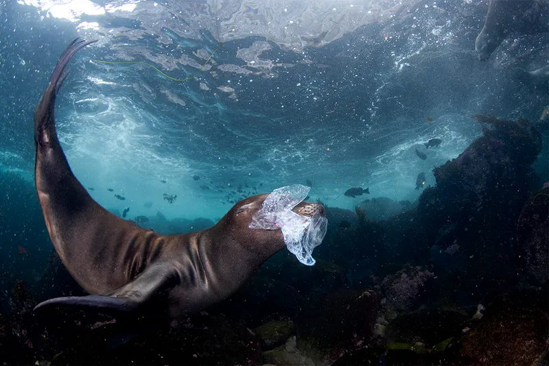 a seal underwater with a bag in its mouth.