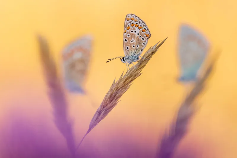Three butterflies on bright background