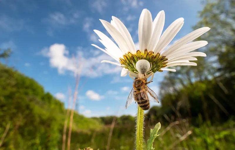 honey bee on daisy flower