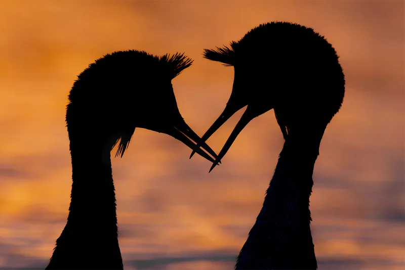 Two silhouetted birds touching beaks
