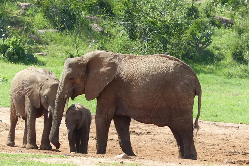 The large elephant stands next to two smaller elephants