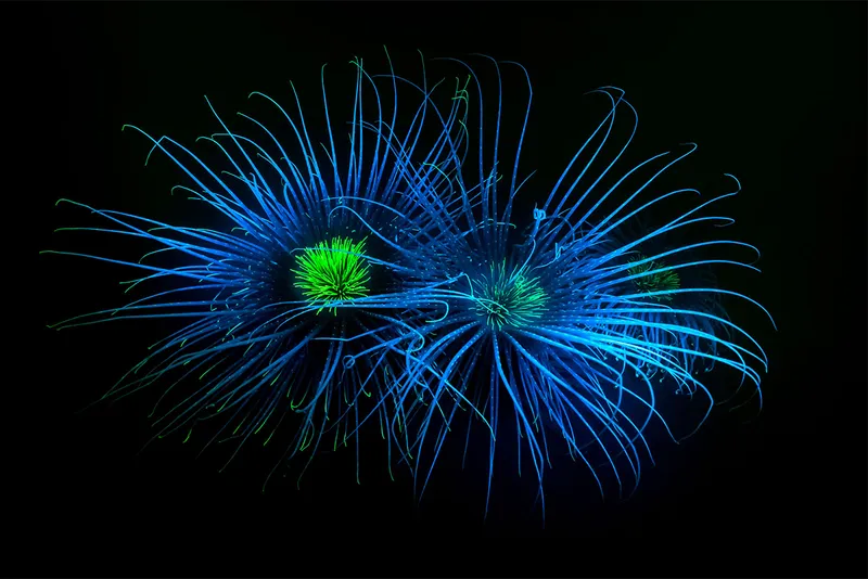 Green anemone with blue limbs
