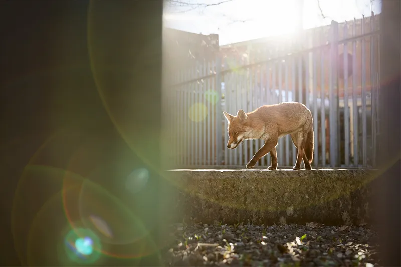 Fox walking in bright sunlight urban environment