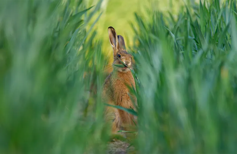 Hare eating long green crop