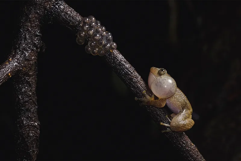 A male frog with cheeks puffed looks at eggs.