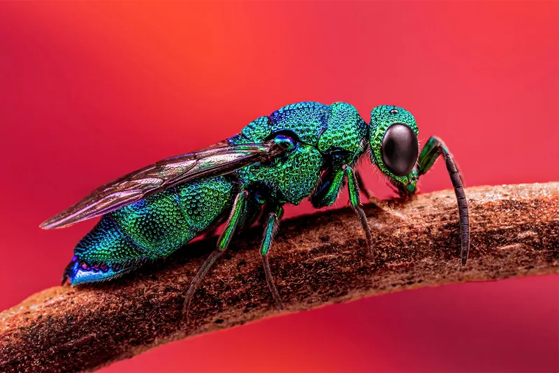 Green wasp on twig red background.