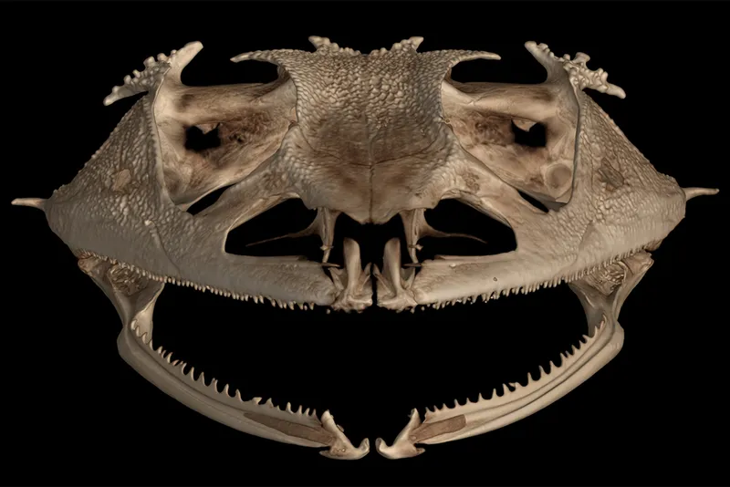 Frog skull scan