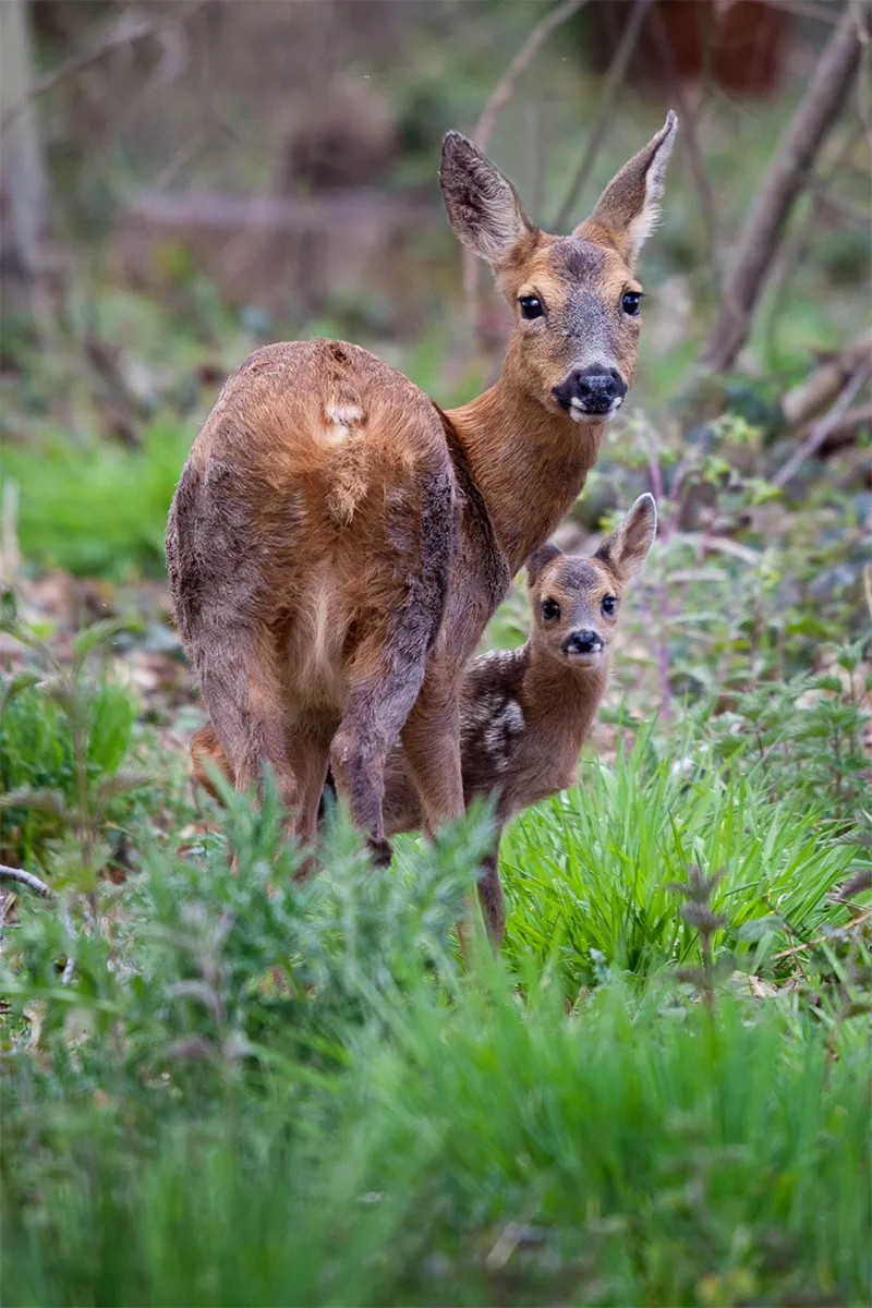 big and small deer in woodland