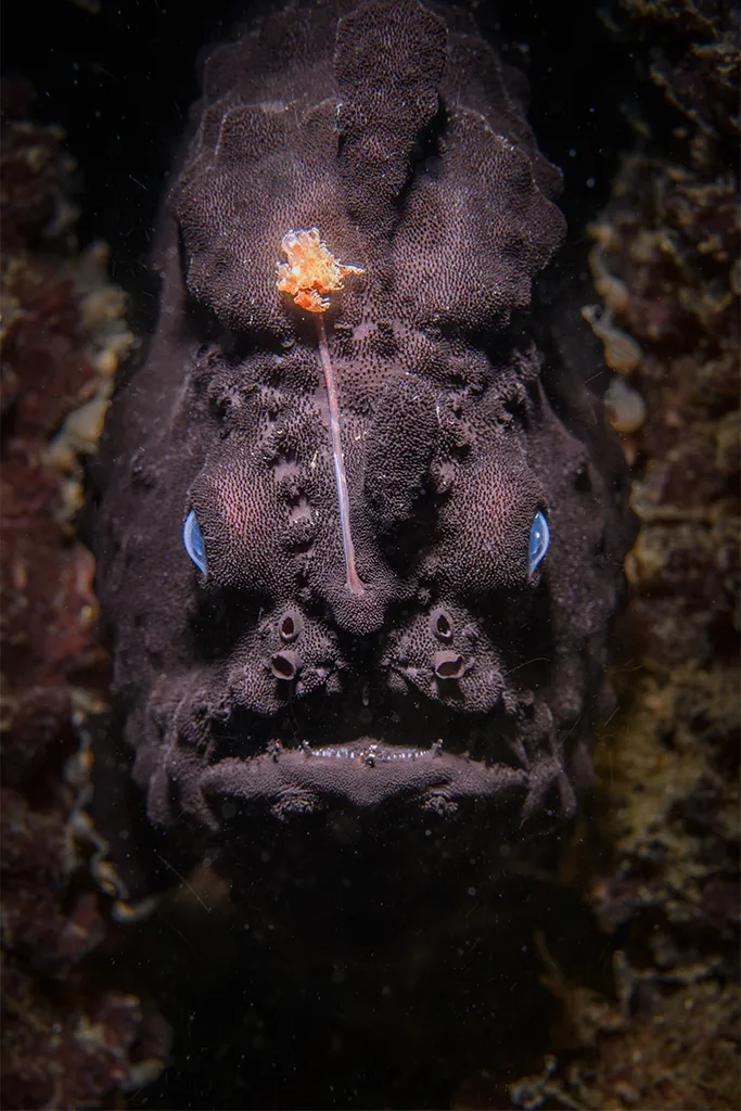 very angry looking fish.