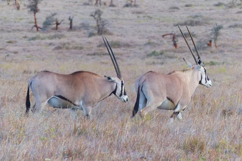 Two oryx walking on a dry plain
