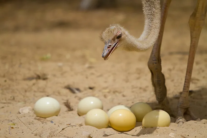 Ostrich looking at eggs.
