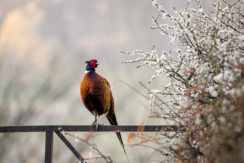 pheasant sits on wooden fence