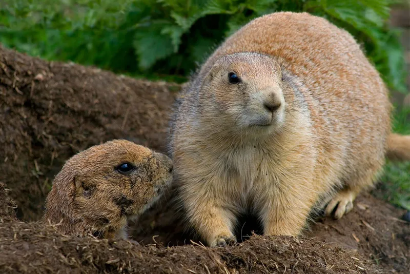 Two prairie dogs, one emerging from the nest