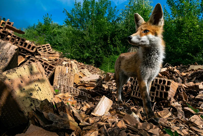 A fox stood on top of pile of bricks.
