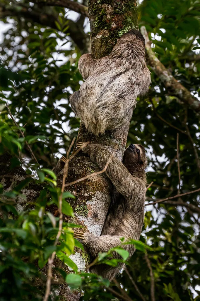 Two sloths climbing a tree