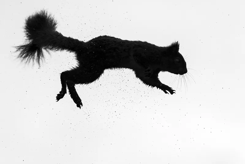 A Squirrel jumping in silhouette
