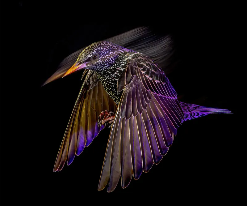 Blurred image of colourful starling bird in flight