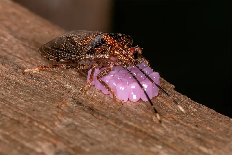 Bug protecting pink eggs.