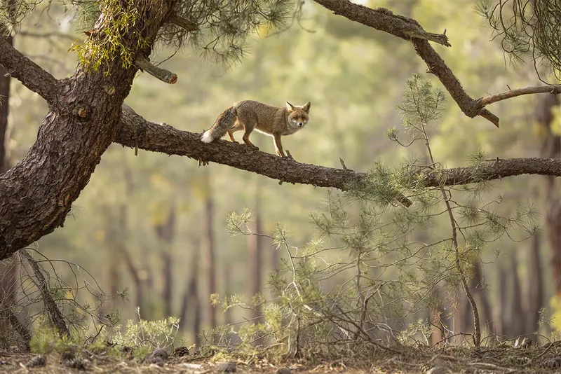 Fox walking across tree branch