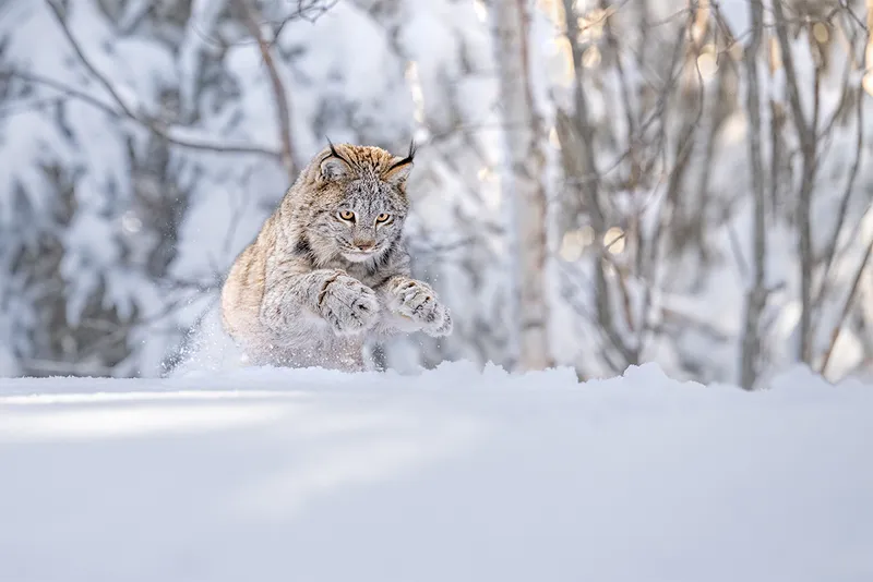 Lynx pouncing in the snow.