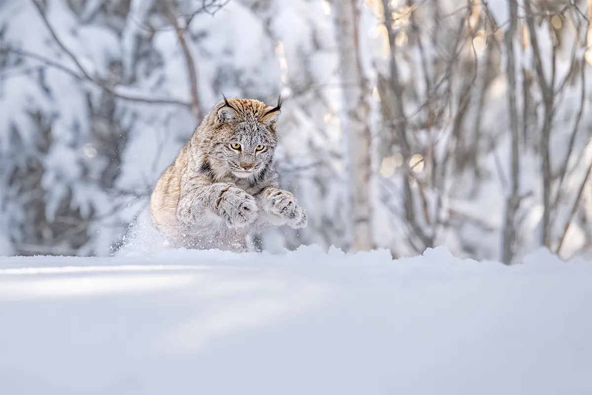 Lynx pouncing in the snow.