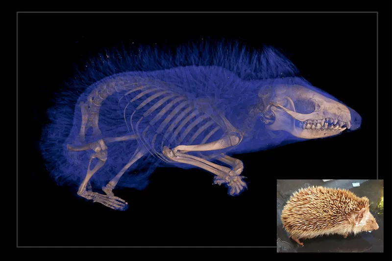 Hedgehog scan showing spine and skull