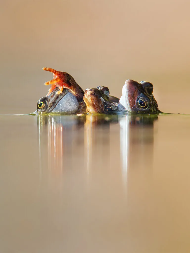 frogs floating on surface of water