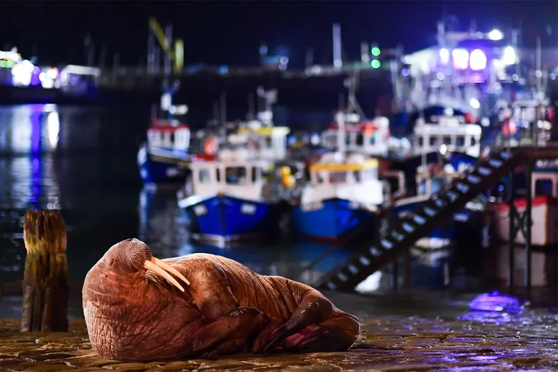 A walrus sits on a dock at night