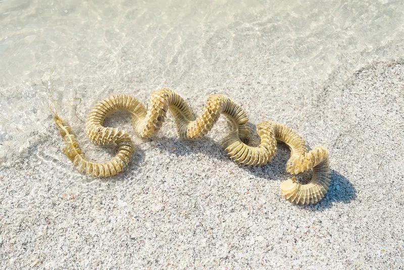 Spiral eggs on sand.