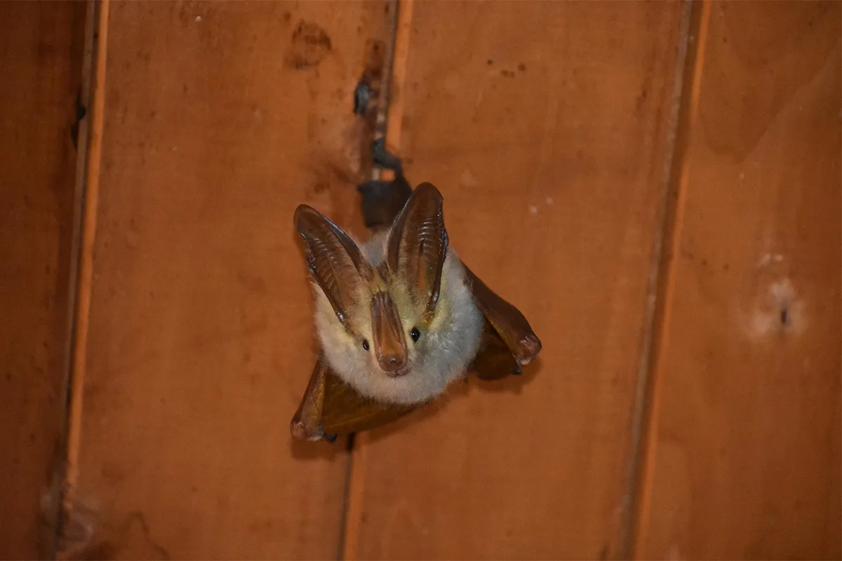 Bat sat on orange wood looking up