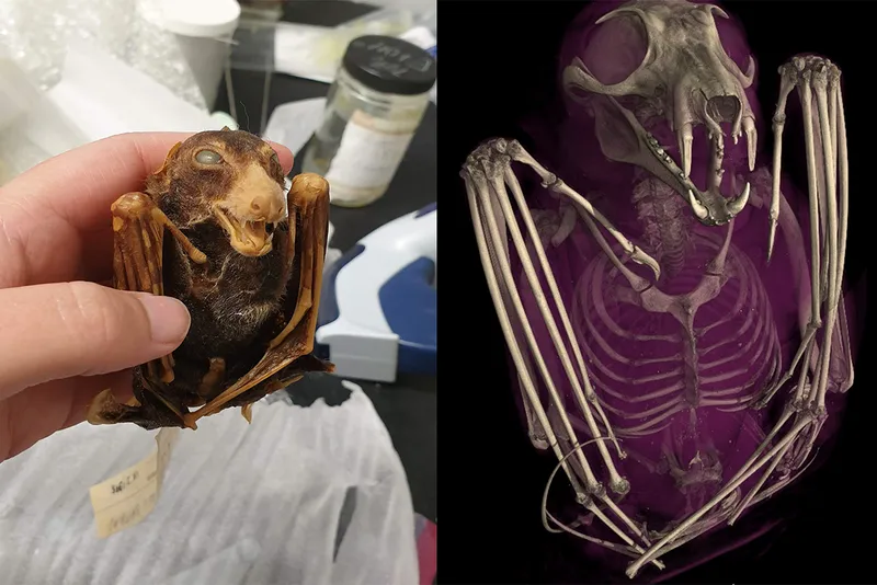 Split image person holding bat (Left) and scan of bat (right)