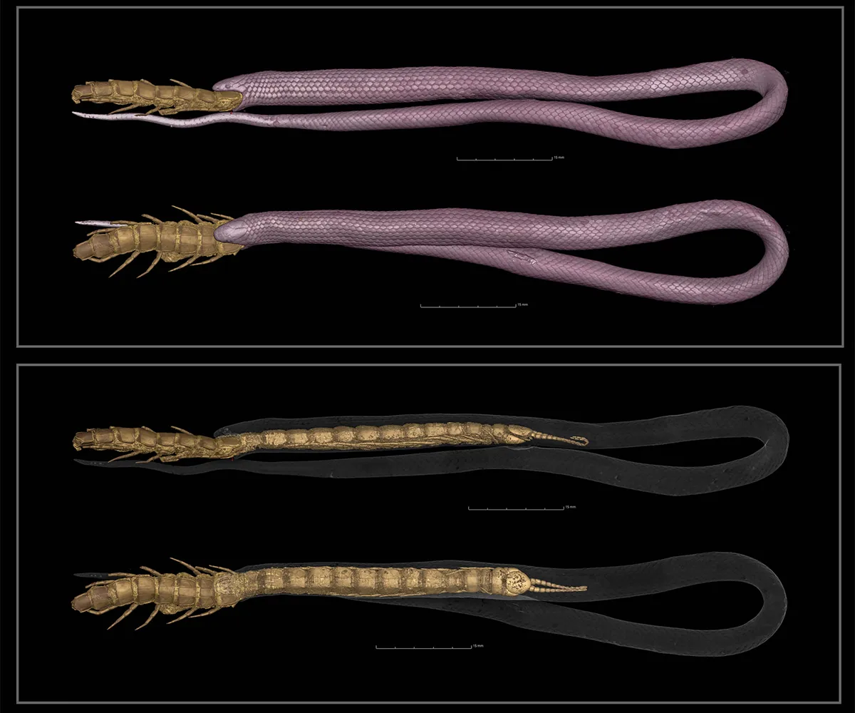 Snake scan in 3D various angles
