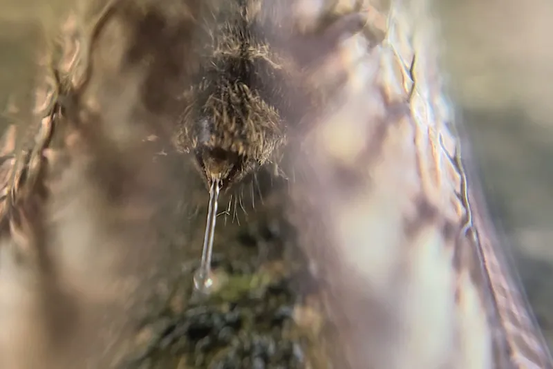 A jet of clear liquid emerges from the back of an insect.