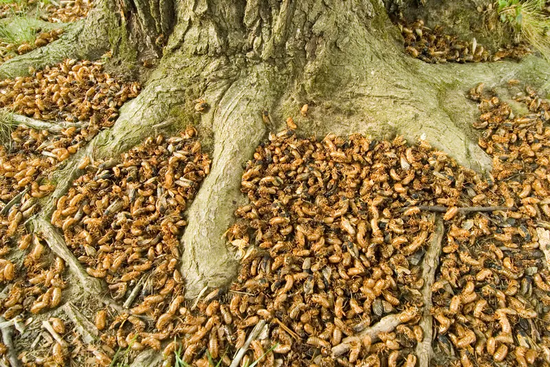 Countless numbers of dead bugs at the bottom of a tree.