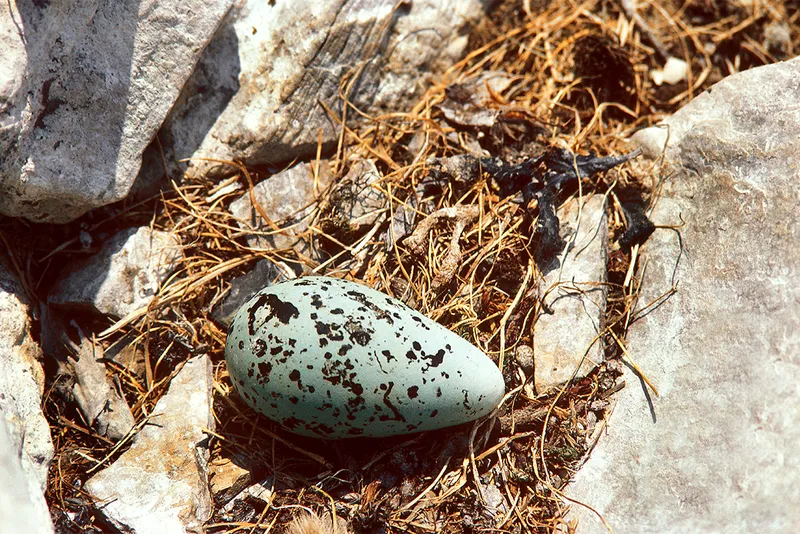 Pointed egg of cliff edge.