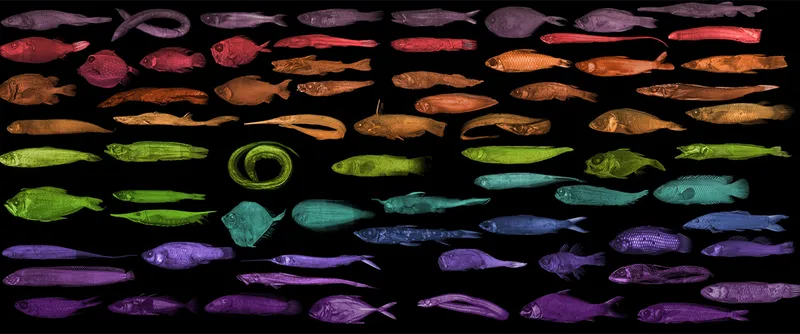 Scans of fish in different colours