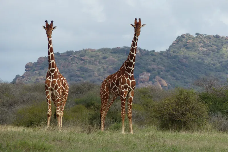 Una coppia di giraffe nella savana