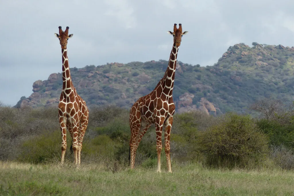 Um par de girafas na savana