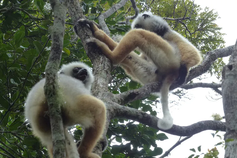A pair of lemurs in a tree