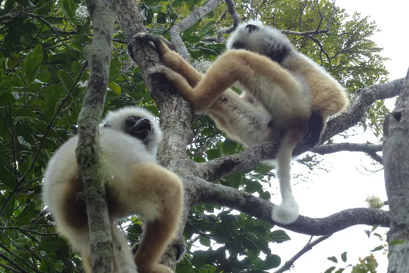 Pair of lemurs in a tree
