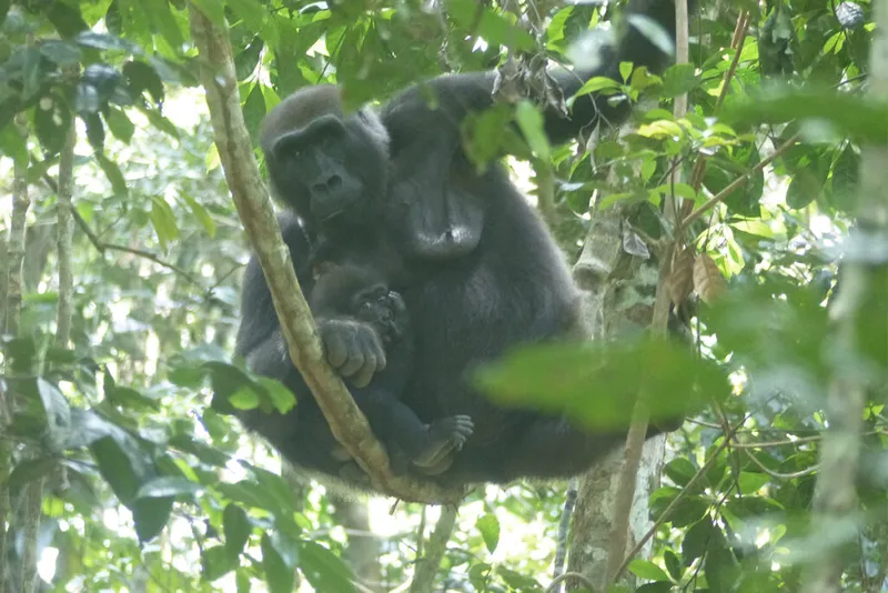Madre gorila y bebé en un árbol