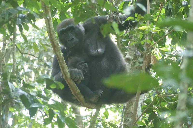 Mother and baby gorilla in a tree