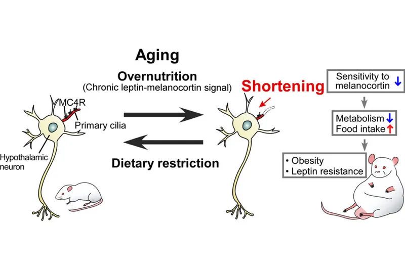 A diagram showing the relationship between MC4R cilia shortening and rat obesity.