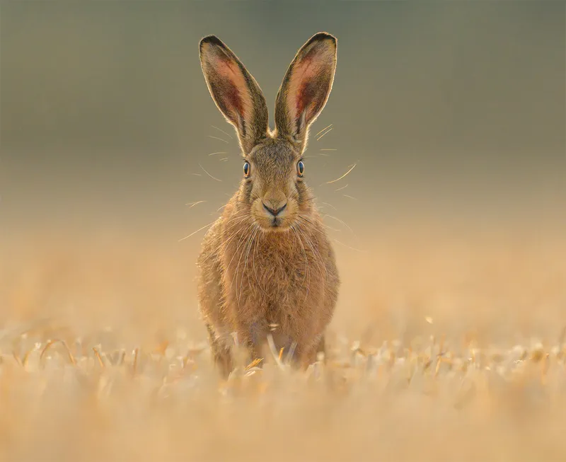 Brown hare in brown grass
