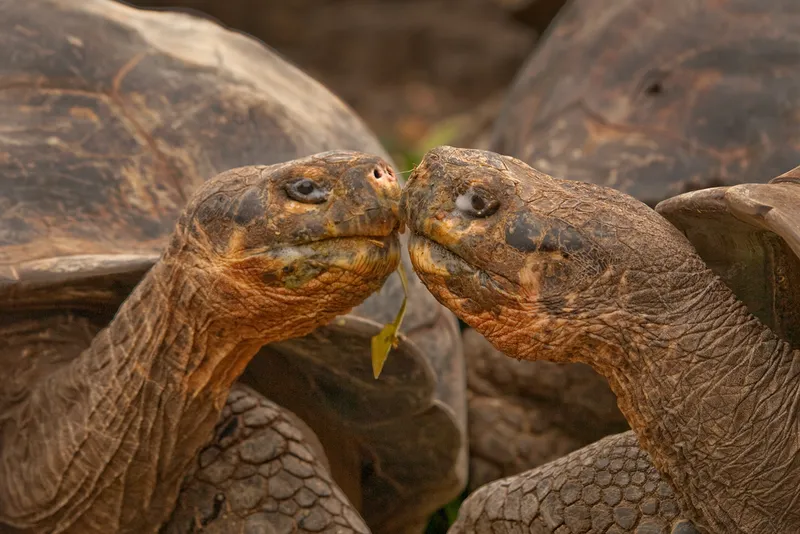 Two giant tortoises touching noses.