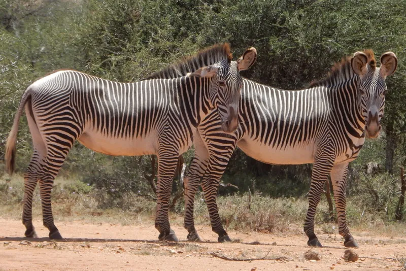 Een paar zebra's draaien hun hoofd naar de camera