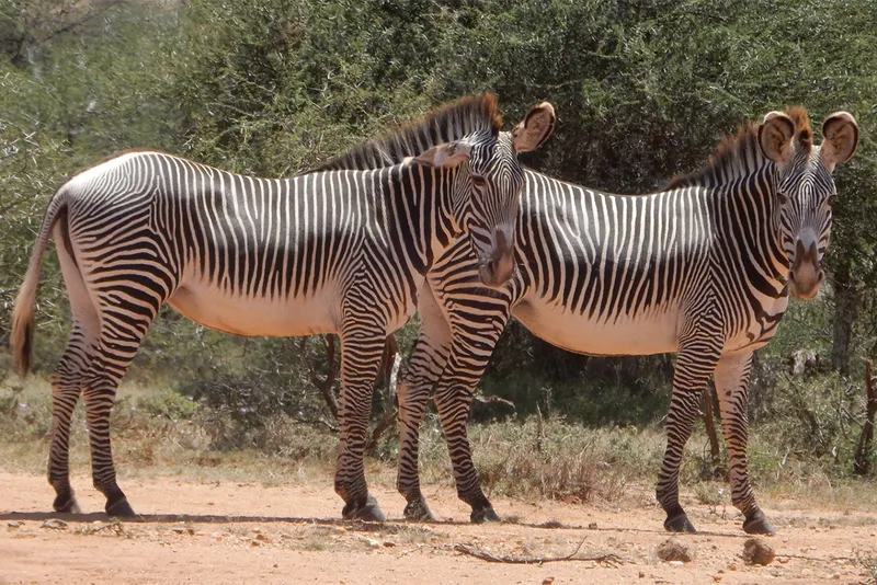 A pair of zebras turn their heads towards the camera