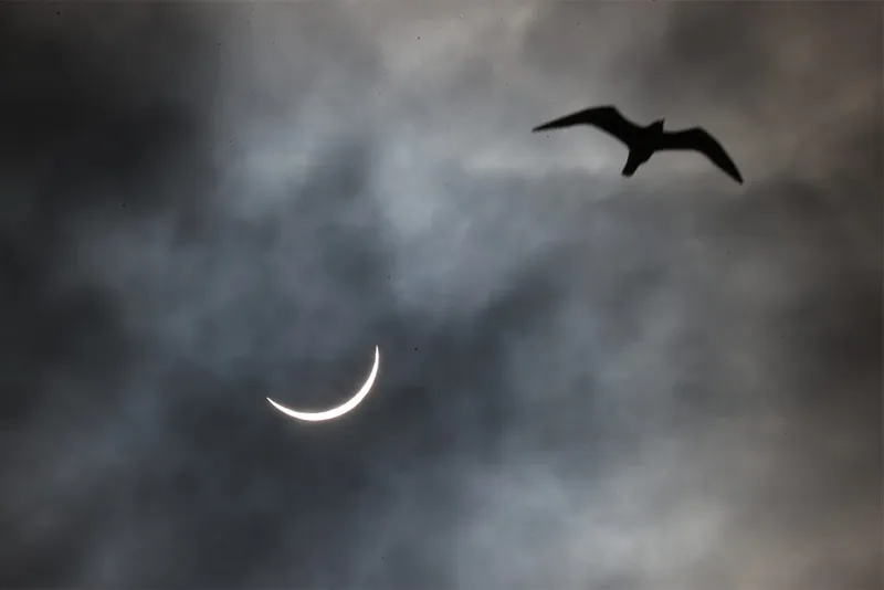 Eclipse clouds and bird.